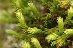 Hedwigia ciliata (White-tipped Moss) by Nur Ritter