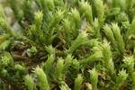 Hedwigia ciliata (White-tipped Moss) by Nur Ritter