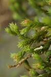 Hedwigia ciliata (White-tipped Moss) by Nur Ritter