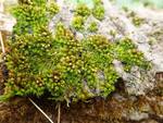 Orthotrichum cf. stellatum (Stellate Orthotrichum Moss) by Nur Ritter