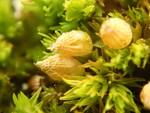 Orthotrichum cf. stellatum (Stellate Orthotrichum Moss) by Nur Ritter