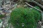 Atrichum altecristatum (Wavy Starburst Moss) by Nur Ritter