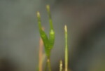 Atrichum altecristatum (Wavy Starburst Moss) by Nur Ritter