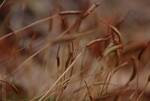 Atrichum altecristatum (Wavy Starburst Moss) by Nur Ritter