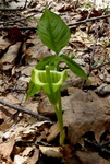 Jack-in-the-Pulpit (2), Gordon Natural Area