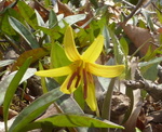 Trout Lily (1), Gordon Natural Area by Gerard Hertel