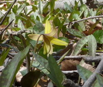 Trout Lily (2), Gordon Natural Area