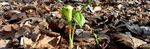 Jack-in-the-Pulpit (4), Gordon Natural Area