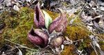 Skunk Cabbage (10), Gordon Natural Area