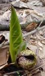 Skunk Cabbage (11), Gordon Natural Area