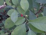 Spicebush in fruit, Gordon Natural Area by Gerard Hertel