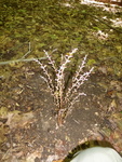 Beechdrops, Gordon Natural Area (1)