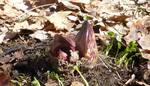 Skunk Cabbage (13), Gordon Natural Area by Gerard Hertel