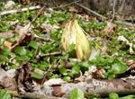 Skunk Cabbage (14), Gordon Natural Area