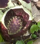 Skunk Cabbage (17), Gordon Natural Area by Gerard Hertel