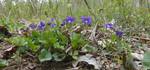 Violets (2), Gordon Natural Area