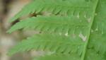 Athyrium filix femina (Common Ladyfern) 005