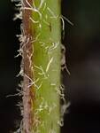 Deparia acrostichoides (Silvery Glade Fern) 004