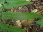 Deparia acrostichoides (Silvery Glade Fern) 006