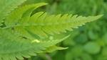 Matteuccia struthiopteris (Ostrich Fern) 006 with fertile frond by Nur Ritter