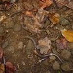 Non-native Earthworms, Gordon Natural Area (3) by Gerard Hertel