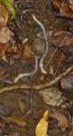 Non-native Earthworms, Gordon Natural Area (4) by Gerard Hertel