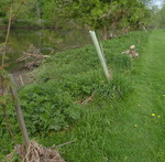 May 1 2014 Flood aftermath, East Bradford Riparian Forest Project, Shaw's Bridge (1) by Gerard Hertel