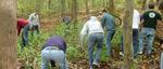 Friars' Society Pulling Invasive Jetbead and Planting Native Trees, Gordon Natural Area (8)