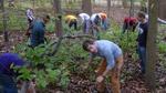 Friars' Society Pulling Invasive Jetbead and Planting Native Trees, Gordon Natural Area (9) by Gerard Hertel