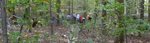 Friars' Society Pulling Invasive Jetbead and Planting Native Trees, Gordon Natural Area (11) by Gerard Hertel