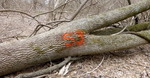 Tree Fall Study, Gordon Natural Area, Tree #53 by Gerard Hertel