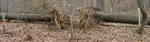 Tree Fall Study, Gordon Natural Area, Trees #1 and #2 by Gerard Hertel