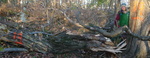 Tree Fall Study, Gordon Natural Area, Tree #19