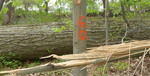 Tree Fall Study, Gordon Natural Area, Tree #60 (1)