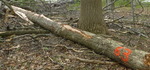Tree Fall Study, Gordon Natural Area, Tree #63 (1)