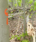 Tree Fall Study, Gordon Natural Area, Tree #61 (2)