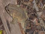 Anaxyrus fowleri, Fowler's Toad on the GNA forest floor i by Nur Ritter