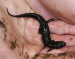 Desmognathus fuscus (Northern Dusky Salamander) — photo by David Kramer 001 by David Kramer