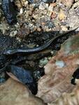 Eurycea bislineata (Northern Two-lined Salamander) i