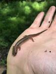 Eurycea bislineata (Northern Two-lined Salamander) - photo by R. Nygard 001 by R. Nygard