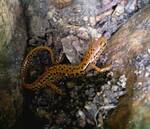 Eurycea longicauda (Eastern Long-tailed Salamander) — photo by David Kramer 001 by David Kramer