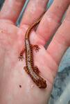 Eurycea longicauda (Eastern Long-tailed Salamander) — photo by David Kramer 002 by David Kramer