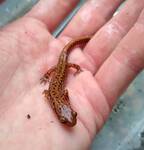 Eurycea longicauda (Eastern Long-tailed Salamander) — photo by David Kramer 003