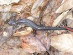 Plethodon cinereus (Eastern Redback Salamander): lead-backed color morph