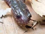 Plethodon cinereus (Eastern Redback Salamander): close-up of face by Nur Ritter