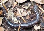 Plethodon cinereus (Eastern Redback Salamander): lead-backed