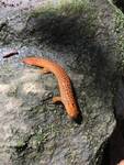 Pseudotriton ruber ruber (Northern Red Salamander) by P. Vermeulen