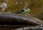 Lithobates clamitans melanota (Northern Green Frog) i