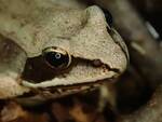 Lithobates sylvaticus, Wood Frog—an obligate vernal pool species—in the Gordon by Nur Ritter