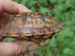 Terrapene carolina carolina, Sunburst: a young Eastern Box Turtle that was seen in 2022 by Anna Carlson (a Masters Student from Temple U.) while she was doing research in the area